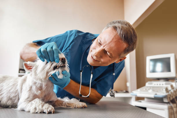 Best 24-Hour Emergency Dental Care in Lubbock, TX
